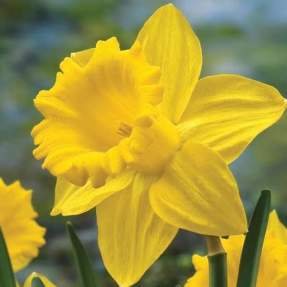 daffodil345